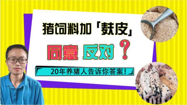 有人说猪饲料中不能加麸皮,有这说法吗,20年养猪人告诉你答案