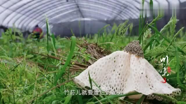 川味:被称为“真菌皇后”的竹荪儿,犹如昙花一现,这是难得的珍馐!