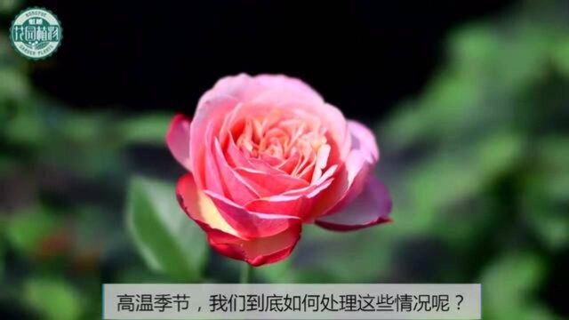 「虹越月季」大暑来了我的月季花苞怎么办?