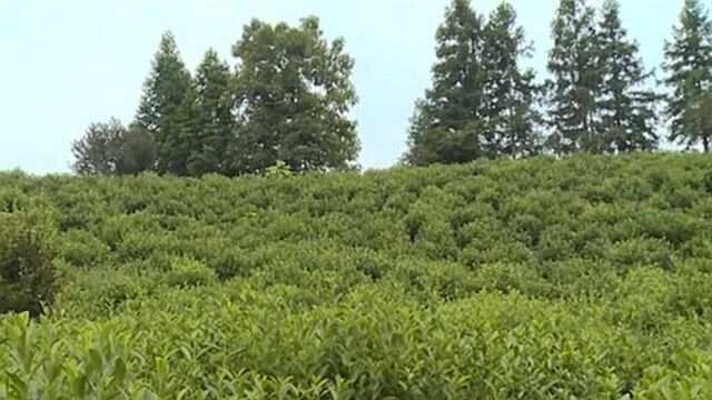 安徽祁门:创新发展模式 让农户脱贫致富