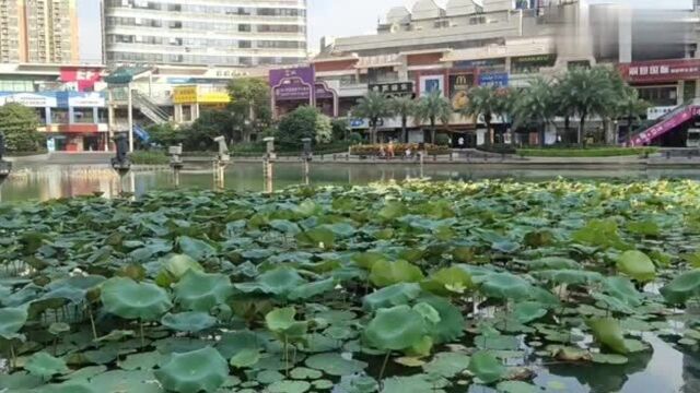 广东东莞:实拍厚街万达广场人工湖周边,你觉得这座城市建设如何!