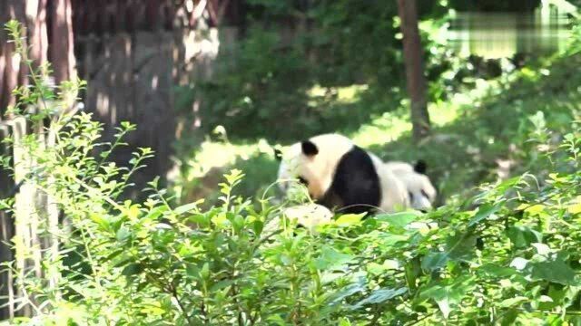 萌兰:放学回家路上遭遇“校园霸凌”暴露战五渣本性