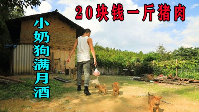 7条中华田园犬满月了,20块钱一斤的肉加10个鸡蛋,小伙说值得!