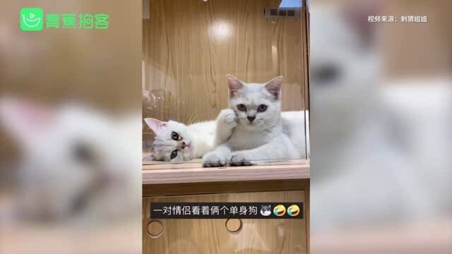 呆萌猫咪撸同伴走红网络 网友:老夫老妻才有这种感觉