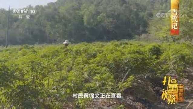 引进中草药种植,吉水村村民从此走上了致富道路