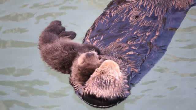 海獭妈妈因带孩子游泳而走红网络,真是太可爱了,镜头记录全过程