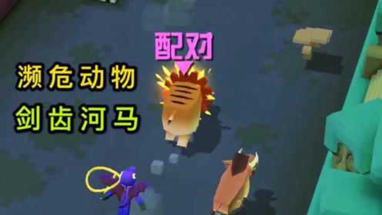 疯狂动物园濒危动物剑齿河马配对
