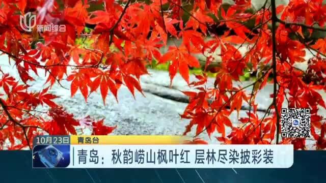 青岛:秋韵崂山枫叶红 层林尽染披彩装