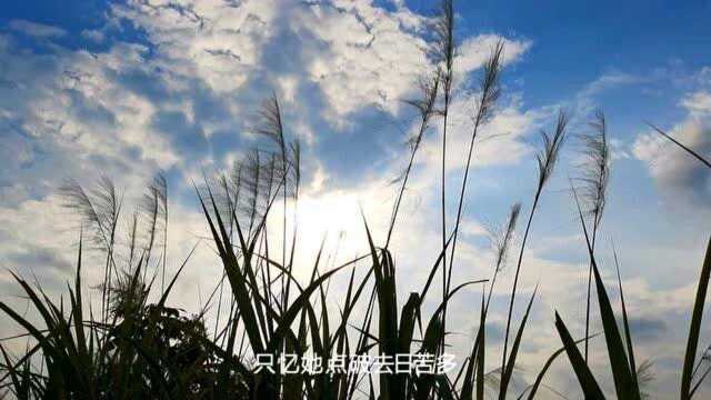 好听的中国风歌曲蒋雪儿  燕无歇