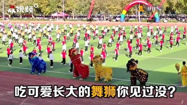 萌翻!校运动会舞狮魔性扭“屁股”,一扭一晃太欢乐