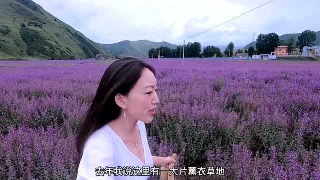 带你去川西的普罗旺斯看“薰衣草” ~