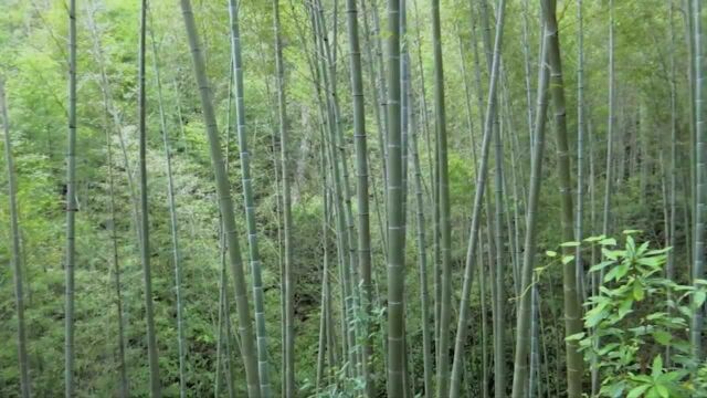 (电视通稿ⷥ›𝥆…ⷧ𛏦𕎩直播助力山乡竹筒酒走出深山