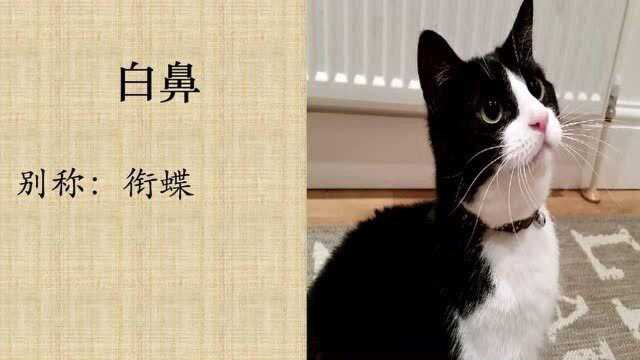 盘点古代关于猫咪的诗意别称