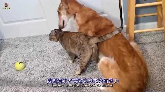 俄罗斯猎狼犬比狼还狠,却被认为是世界上最绅士的狗