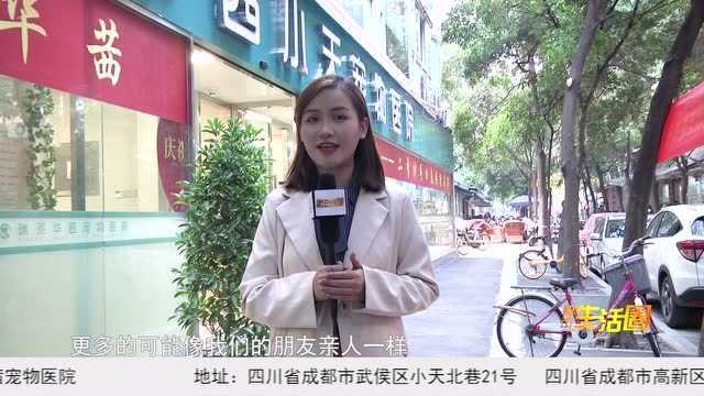 成都电视台采访瑞派华茜宠物医院