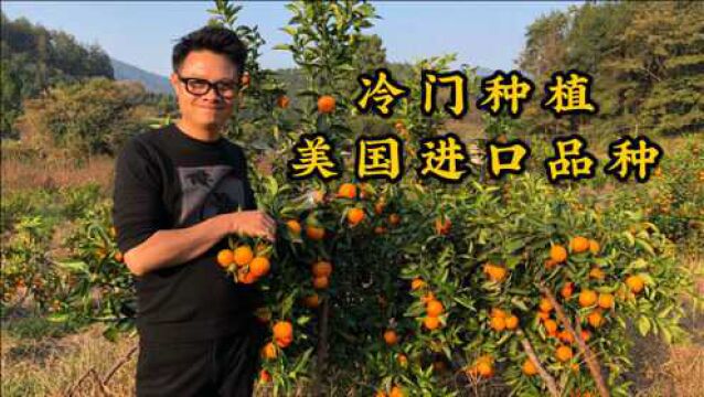 大学生放弃铁饭碗工作,种植美国品种果树,一年后买车又买房