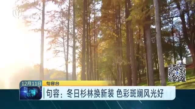 句容:冬日杉林换新装 色彩斑斓风光好