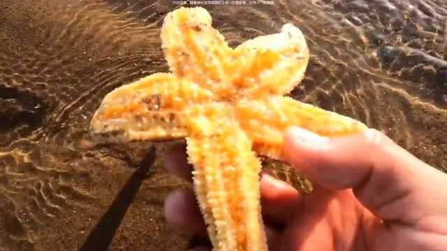 赶海,随着潮水发现海浪吹上来一片墨鱼骨,还有大个的海星