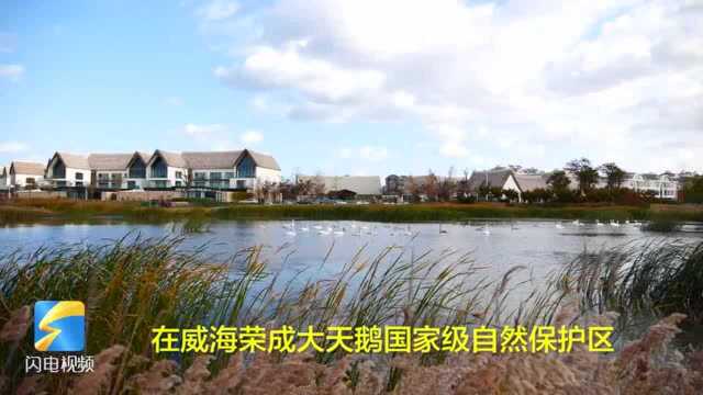 42秒|荣成天鹅湖风景如画 演绎冬日灵动之美