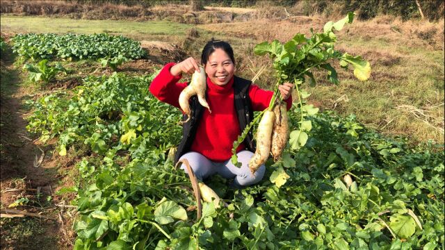 小秀去地里拔萝卜,几分钟就拔了一大筐,40斤萝卜快提不动了