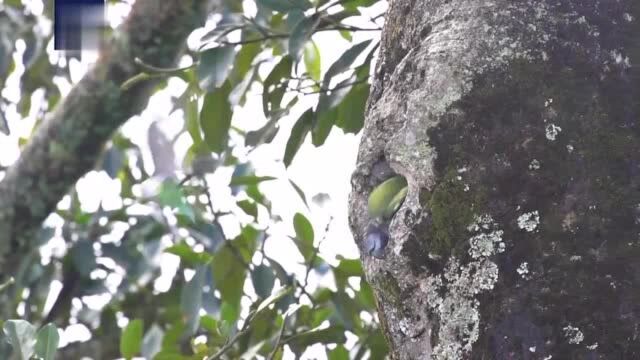 珍稀白鹇原鸡罕见同框 云南布朗山寨鸟类种数达200余种