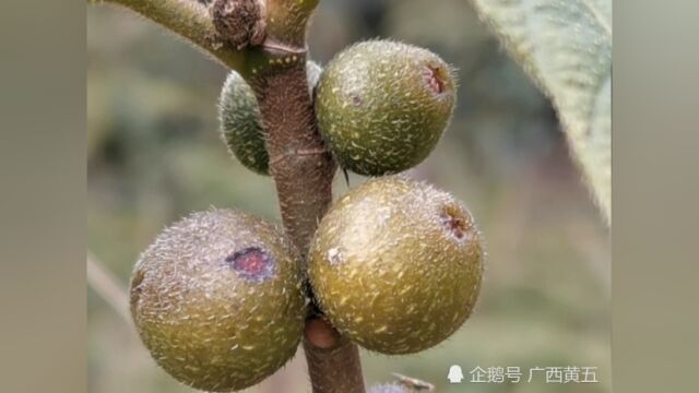 这种野生挂果的植物叫粗叶榕,是一种稀有中草药,来认识一下