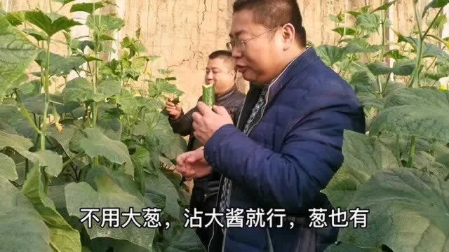 菜农大哥种植新品种黄瓜,颜色深刺多口感好,老于摘个品尝扎舌头