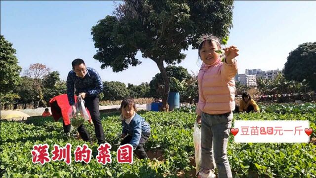 带女儿体验农家乐,摘自己喜欢吃的菜,深圳的蔬菜贵是有原因的