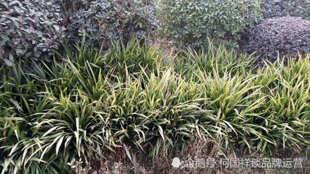 绿化带植物自然风景风光欣赏随拍,大家觉得此风景如何,漂亮,喜欢吗?