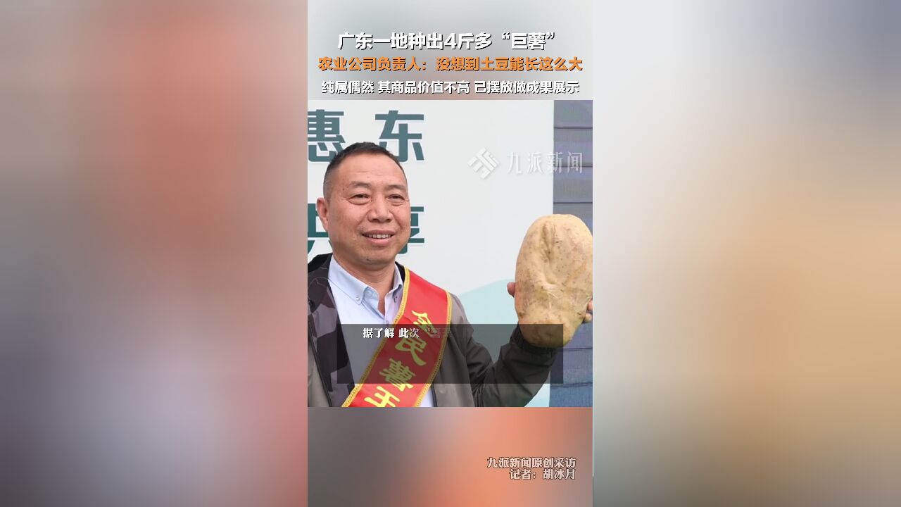 农业公司回应种出4斤多马铃薯: 没想到土豆能长这么大,但其商品价值不高