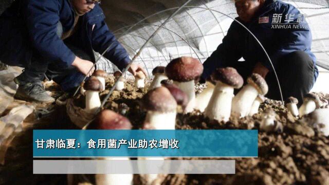 甘肃临夏:食用菌产业助农增收