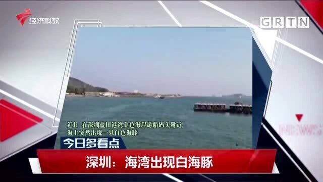 深圳:海湾出现白海豚