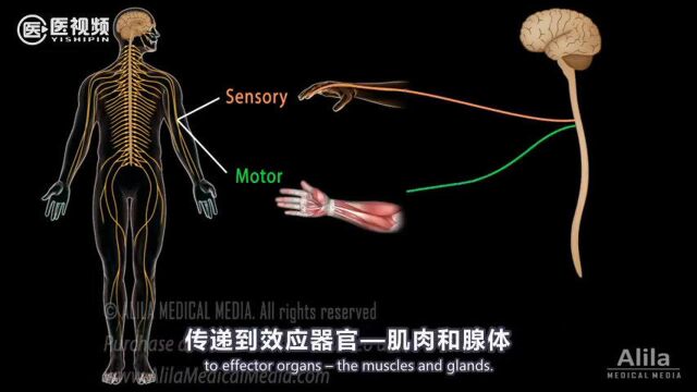 神经系统概述!(医视频)