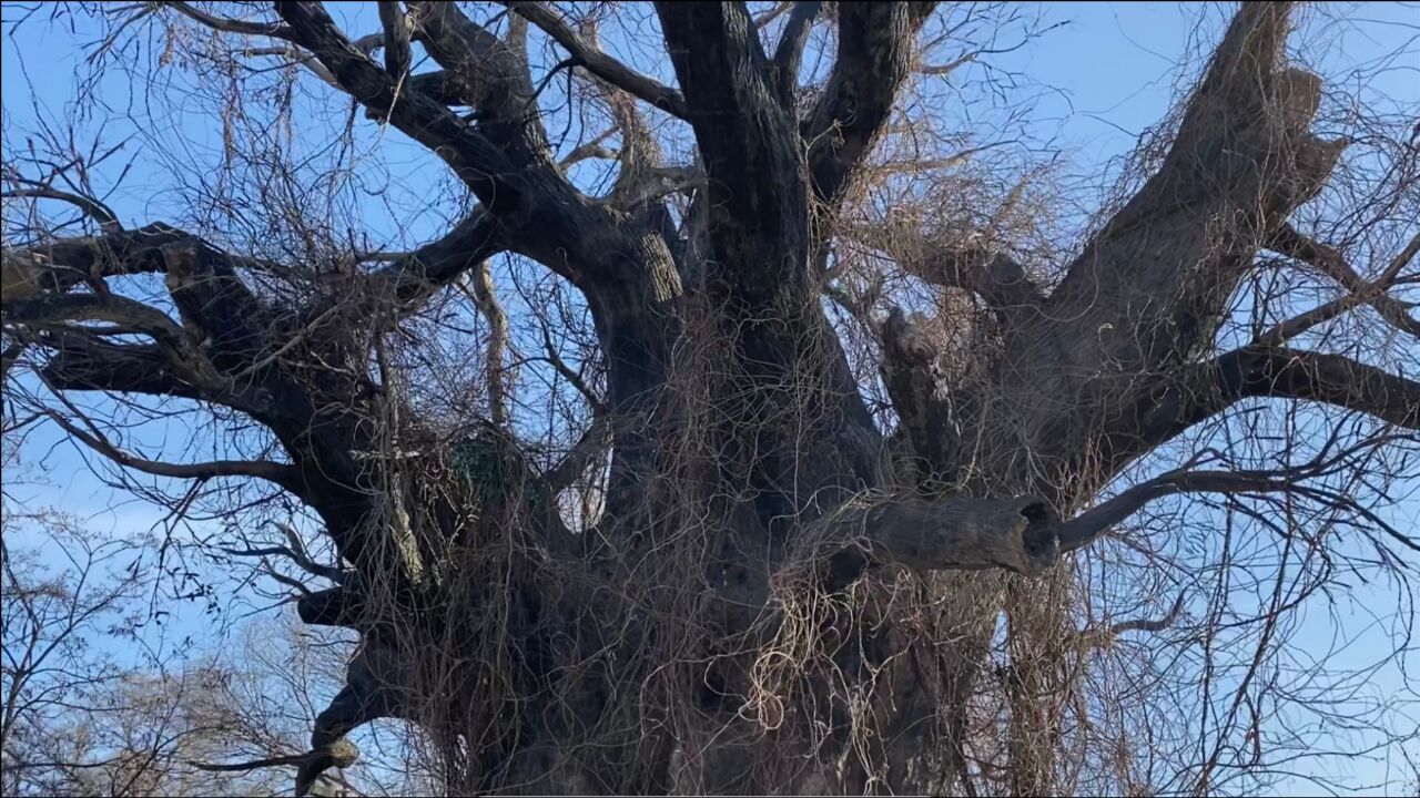 问我老家在何处?山西洪洞大槐树.也许你的祖先就是从这棵大槐树迁来的