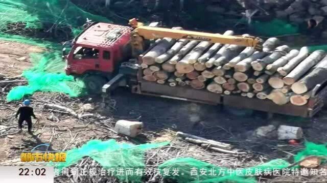 网友质疑:兴庆公园改造 多棵大树被砍伐