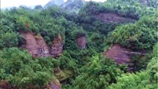 把铁皮石斛种在险峻山壁上,巨大风险的背后,究竟有什么玄机呢?