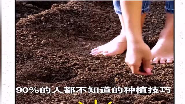 这些种植技巧你都会吗?收藏起来以备不时之需吧