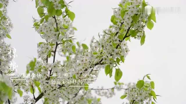 节气丨一阵催花雨,数声惊蛰雷 惊蜇习俗知多少