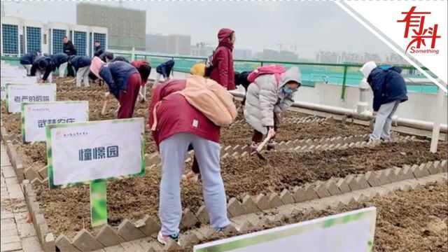 杭州一学校开设种植课:每个班分一块田 学生自己种地体验收获的快乐