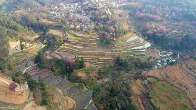 云南2万奕车人隐居樱花谷,族人世代梯田耕作,女子全身戴银饰