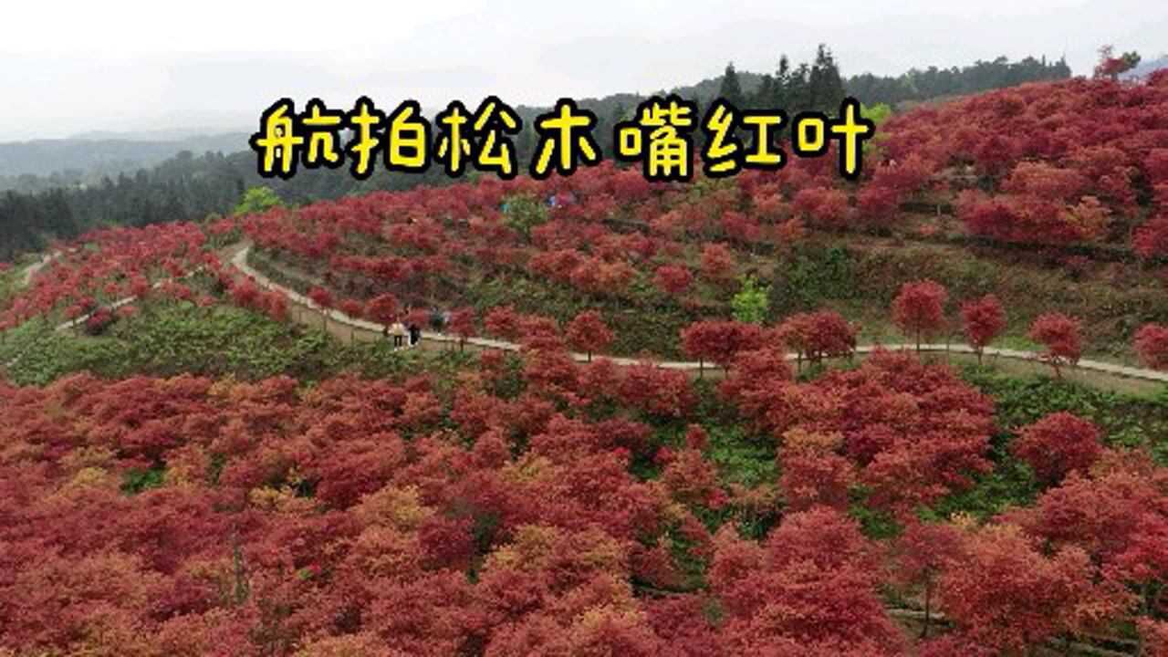 航拍重庆巴南叶区安澜镇松木嘴红叶
