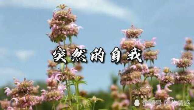 百听不厌伍佰经典老歌《突然的自我》《起风了》《爱拼才会赢》等