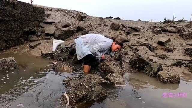 外面卖200块1斤的“野生蟹虎”,据说有钱也买不到,胖姐赶海竟然碰到一窝!