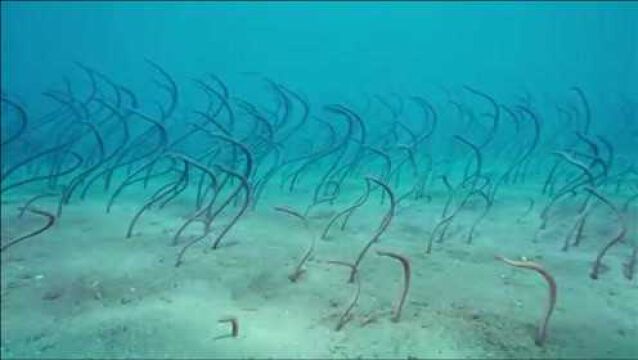 海底一大片“海草”飘浮,可看清后才发现:这哪是什么水草啊!