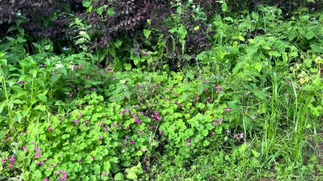 紫牛荐书|《鸟鸣时节》——在忙碌的生活中,聆听四季之歌