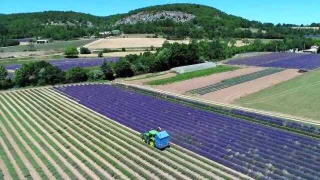 法国普罗旺斯,薰衣草花海收割