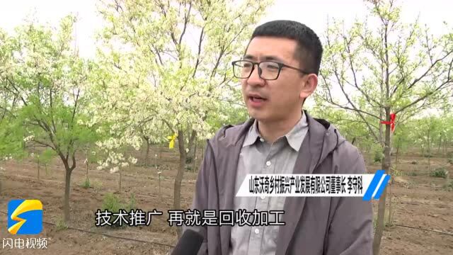 57秒|潍坊安丘石堆镇文冠果种质博览园400亩文冠果树开出致富花