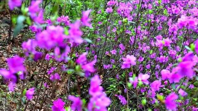 吉林辉南龙湾自然保护区内野花绽放,春意盎然!