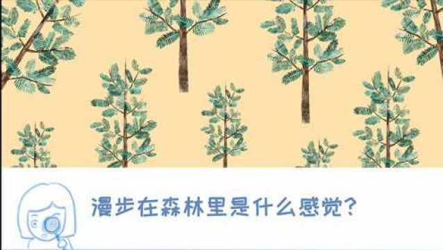 生活素材采集簿|黄海国家森林公园 #五一假期如何优雅的避开人群?#水杉#想体会漫步在森林里的感觉嘛~#和家人一起体验森林有氧之旅