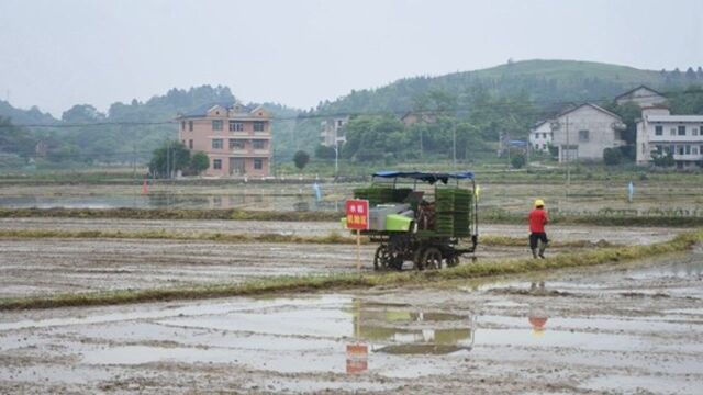 视频|大祥区:全力推进水稻生产全程机械化